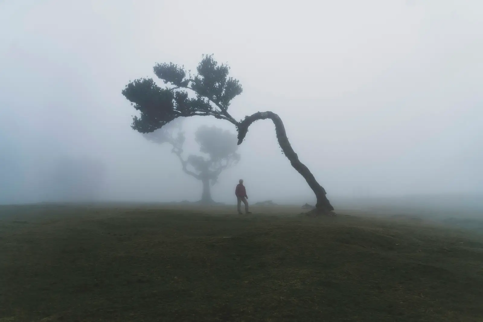 Fanal forest
